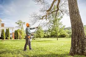 Leaf Removal in Marana, AZ